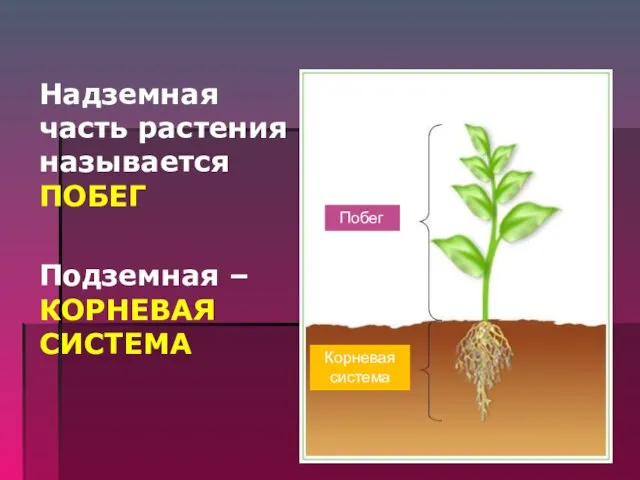 Надземная часть растения называется ПОБЕГ Подземная – КОРНЕВАЯ СИСТЕМА Побег Корневая система