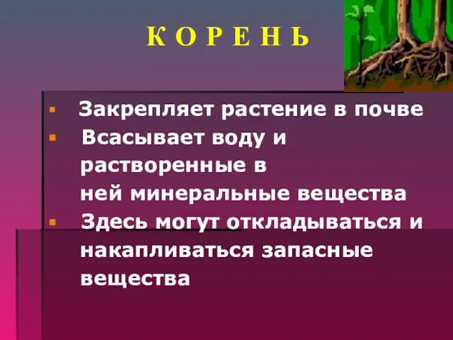 К О Р Е Н Ь Закрепляет растение в почве Всасывает