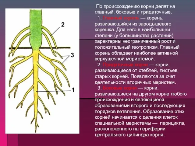 По происхождению корни делят на главный, боковые и придаточные. 1. Главный