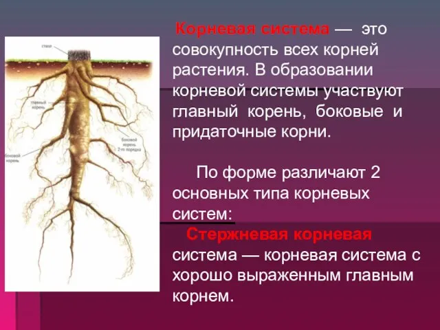 Корневая система — это совокупность всех корней растения. В образовании корневой