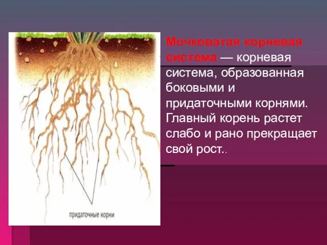 Мочковатая корневая система — корневая система, образованная боковыми и придаточными корнями.