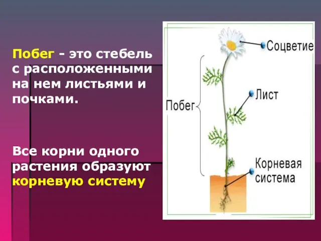 Побег - это стебель с расположенными на нем листьями и почками.