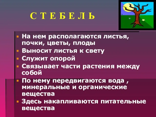 С Т Е Б Е Л Ь На нем располагаются листья,