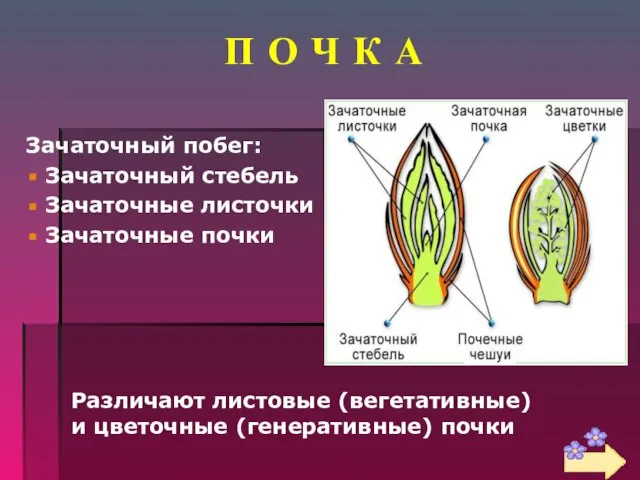 П О Ч К А Зачаточный побег: Зачаточный стебель Зачаточные листочки