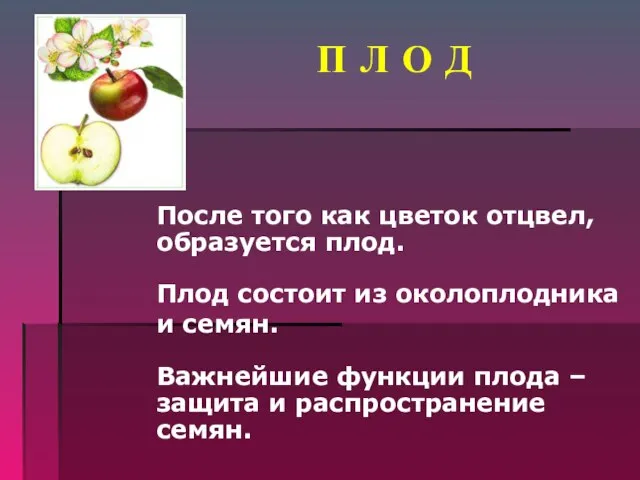 П Л О Д После того как цветок отцвел, образуется плод.