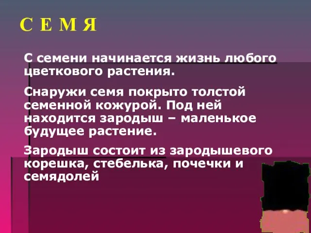 С Е М Я С семени начинается жизнь любого цветкового растения.