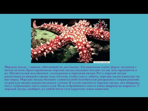 Морская звезда – хищник, обитающий на дне океана. Эти животные имеют