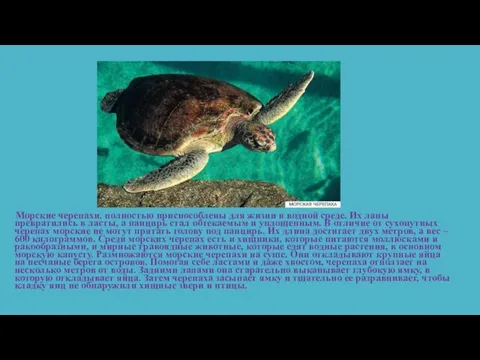 Морские черепахи. полностью приспособлены для жизни в водной среде. Их лапы