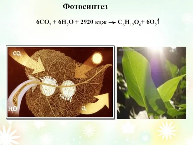 6CO2 + 6H2O + 2920 кдж C6H12O6+ 6O2 Фотосинтез