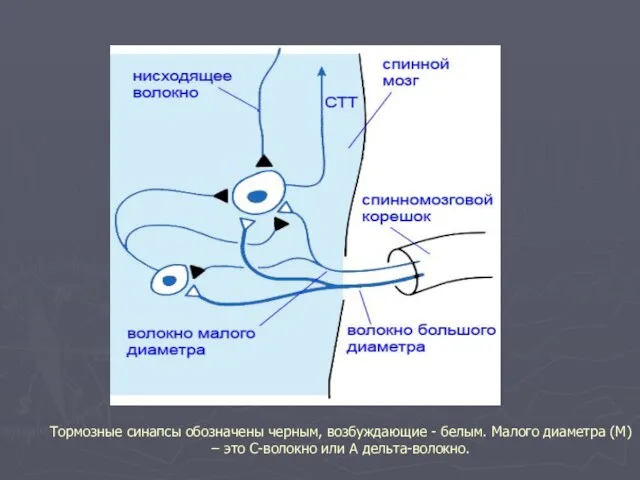 Тормозные синапсы обозначены черным, возбуждающие - белым. Малого диаметра (М) – это С-волокно или А дельта-волокно.