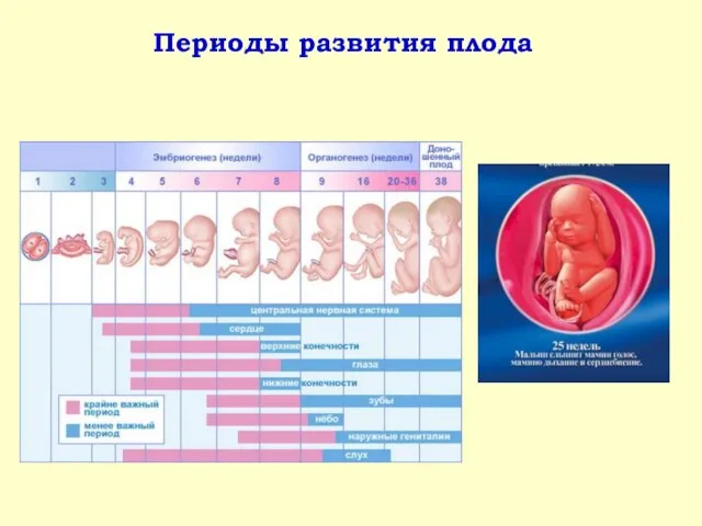 Периоды развития плода