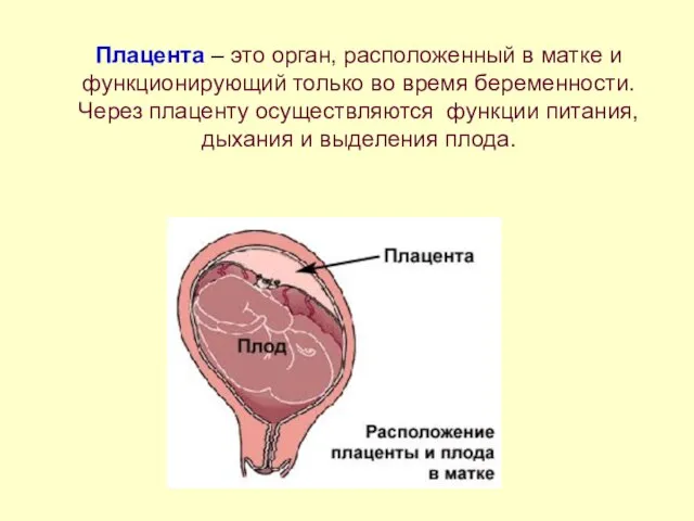 Плацента – это орган, расположенный в матке и функционирующий только во