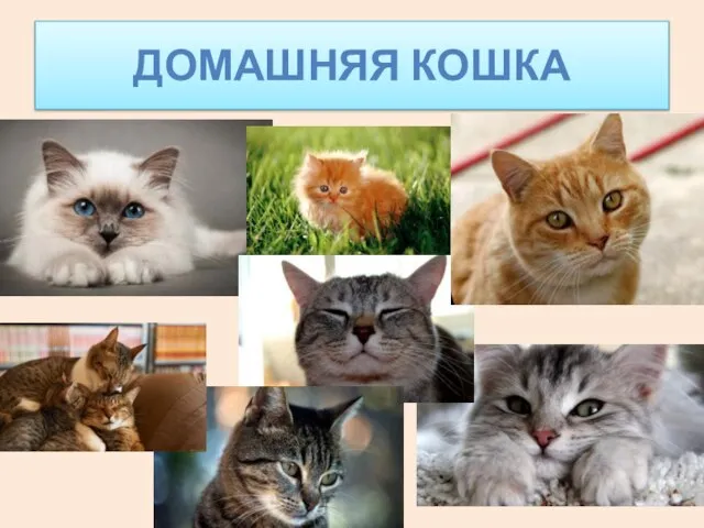 ДОМАШНЯЯ КОШКА