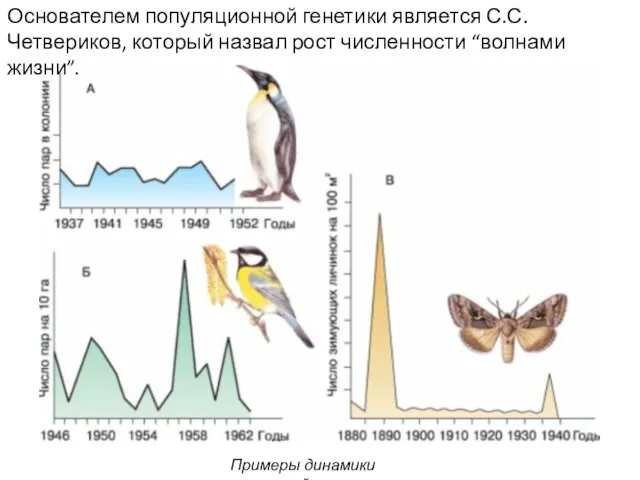 Основателем популяционной генетики является С.С. Четвериков, который назвал рост численности “волнами жизни”. Примеры динамики популяций.