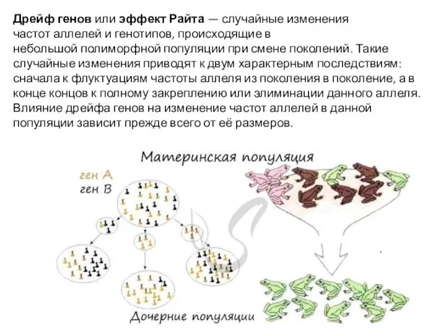 Дрейф генов или эффект Райта — случайные изменения частот аллелей и