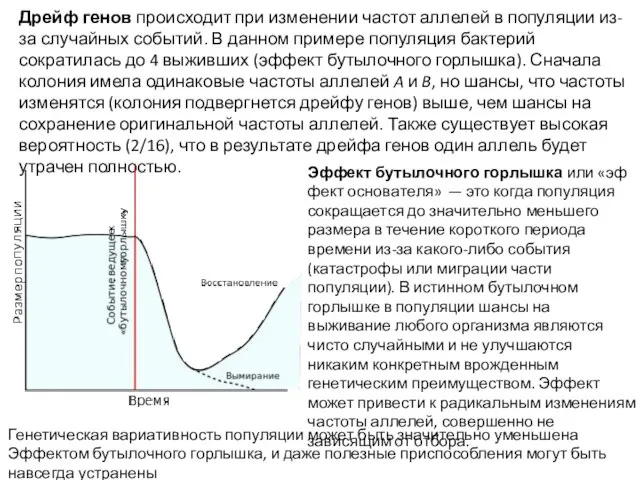 Дрейф генов происходит при изменении частот аллелей в популяции из-за случайных