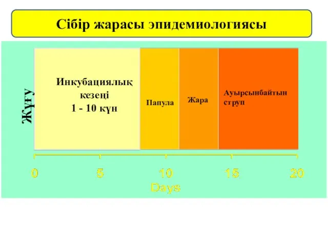 Сібір жарасы эпидемиологиясы Жұғу Инкубациялық кезеңі 1 - 10 күн Папула Жара Ауырсынбайтын струп Жұғу