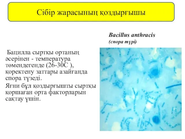 Бацилла сыртқы ортаның әсерінен - температура төмендегенде (26-30С ), қоректену заттары