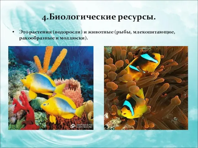 4.Биологические ресурсы. Это растения (водоросли) и животные (рыбы, млекопитающие, ракообразные и моллюски).
