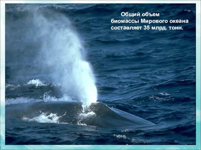 Общий объем биомассы Мирового океана составляет 35 млрд. тонн.