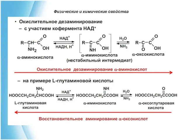 Физические и химические свойства