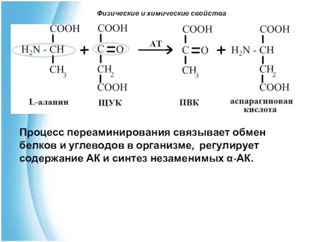 Физические и химические свойства Процесс переаминирования связывает обмен белков и углеводов