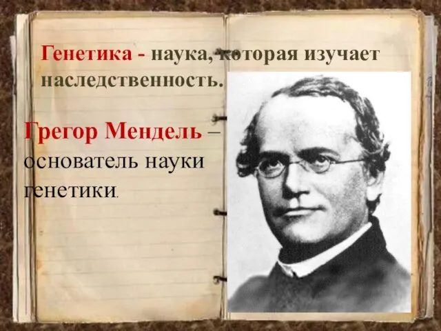 Генетика - наука, которая изучает наследственность. Грегор Мендель – основатель науки генетики.