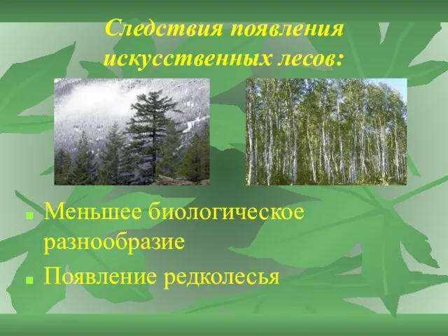 Следствия появления искусственных лесов: Меньшее биологическое разнообразие Появление редколесья