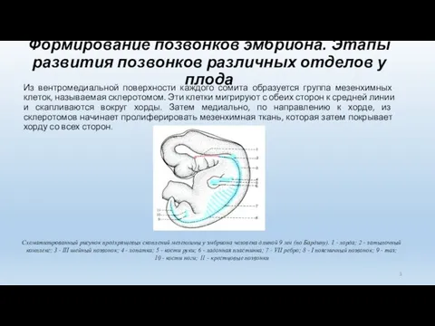 Формирование позвонков эмбриона. Этапы развития позвонков различных отделов у плода Из