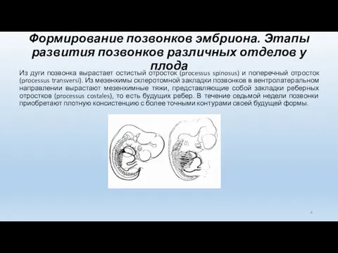 Формирование позвонков эмбриона. Этапы развития позвонков различных отделов у плода Из