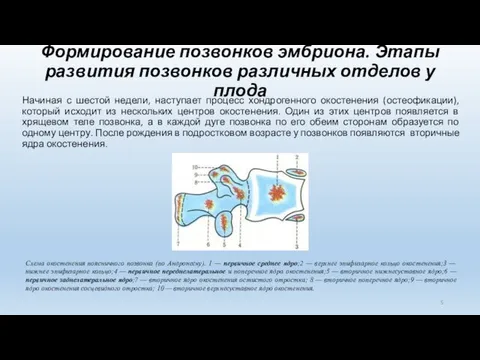 Формирование позвонков эмбриона. Этапы развития позвонков различных отделов у плода Начиная