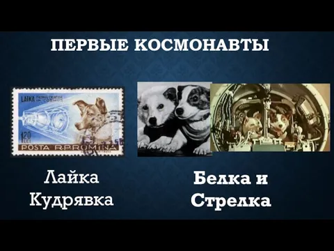 ПЕРВЫЕ КОСМОНАВТЫ Белка и Стрелка Лайка Кудрявка