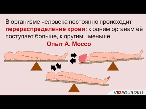 В организме человека постоянно происходит перераспределение крови: к одним органам её