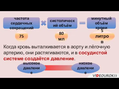 частота сердечных сокращений систолический объём минутный объём крови 75 80 мл