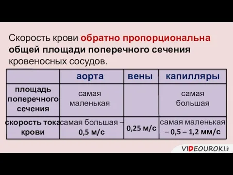 Скорость крови обратно пропорциональна общей площади поперечного сечения кровеносных сосудов. аорта