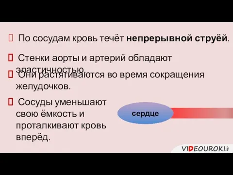 Стенки аорты и артерий обладают эластичностью. По сосудам кровь течёт непрерывной