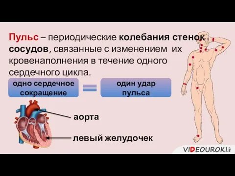 Пульс – периодические колебания стенок сосудов, связанные с изменением их кровенаполнения