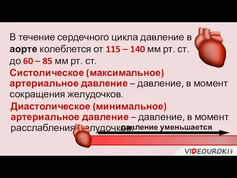 В течение сердечного цикла давление в аорте колеблется от 115 –