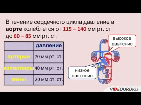 В течение сердечного цикла давление в аорте колеблется от 115 –