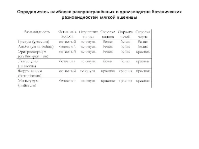 Определитель наиболее распространённых в производстве ботанических разновидностей мягкой пшеницы