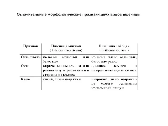 Отличительные морфологические признаки двух видов пшеницы