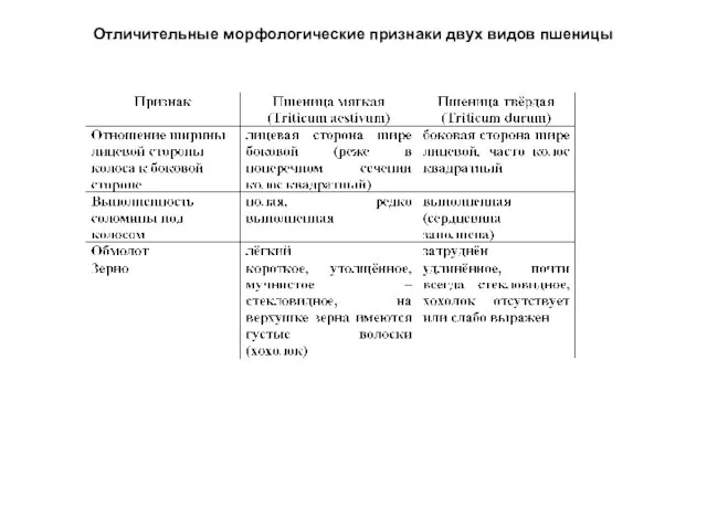 Отличительные морфологические признаки двух видов пшеницы