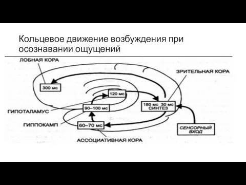 Кольцевое движение возбуждения при осознавании ощущений