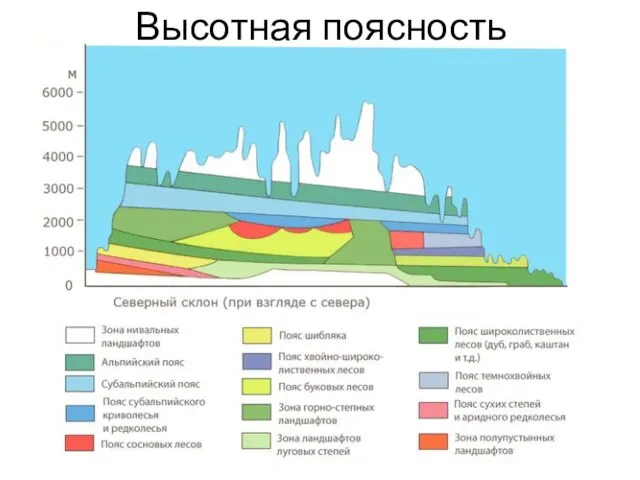 Высотная поясность