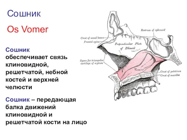 Сошник Os Vomer Сошник обеспечивает связь клиновидной, решетчатой, небной костей и