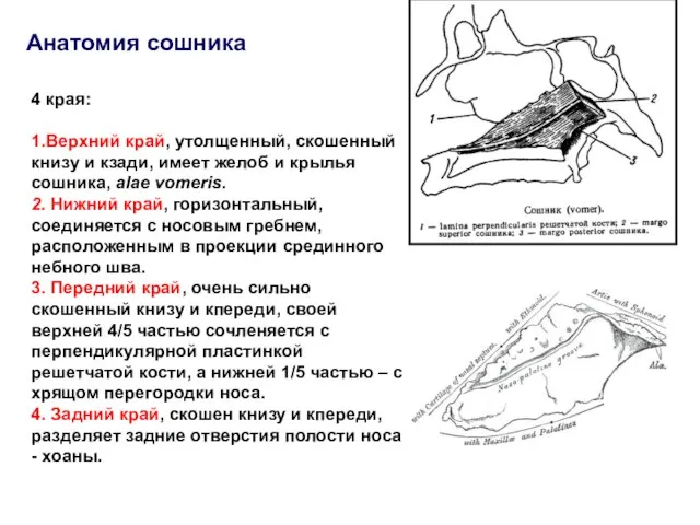 Анатомия сошника 4 края: 1.Верхний край, утолщенный, скошенный книзу и кзади,