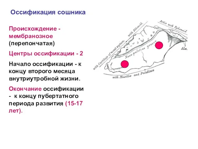 Оссификация сошника Происхождение - мембранозное (перепончатая) Центры оссификации - 2 Начало