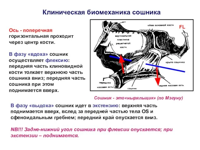 Клиническая биомеханика сошника Ось - поперечная горизонтальная проходит через центр кости.