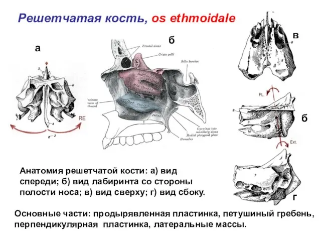 Решетчатая кость, os ethmoidale Анатомия решетчатой кости: а) вид спереди; б)