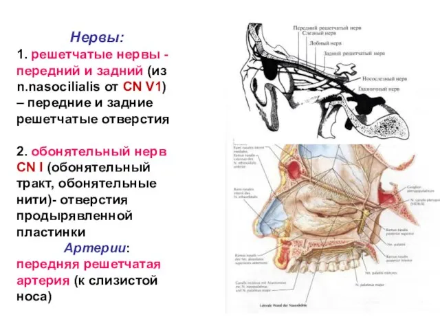 Нервы: 1. решетчатые нервы -передний и задний (из n.nasocilialis от CN